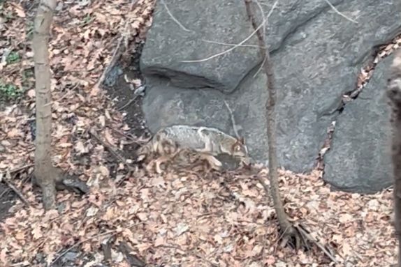 A coyote in the woods with rocks in the background